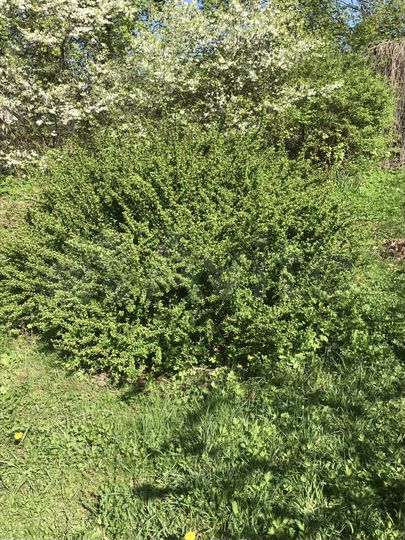 Участок 10,5 сот. (ИЖС)