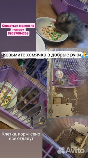 Домашнее животное. Хомяк