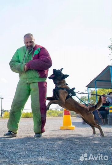 Щенки бельгийской овчарки малинуа из питомника