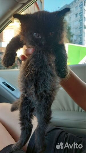 Черный пушистый котенок