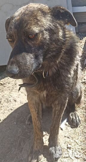 Щенок- подросток