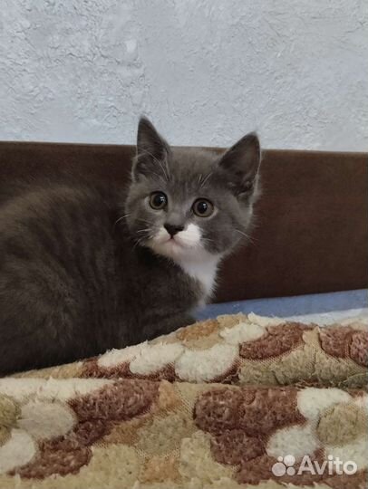 Котенок - девочка, помесь британка