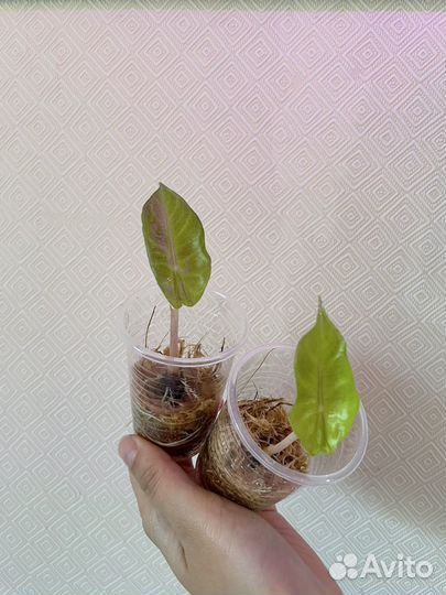 Алоказия айвори кост