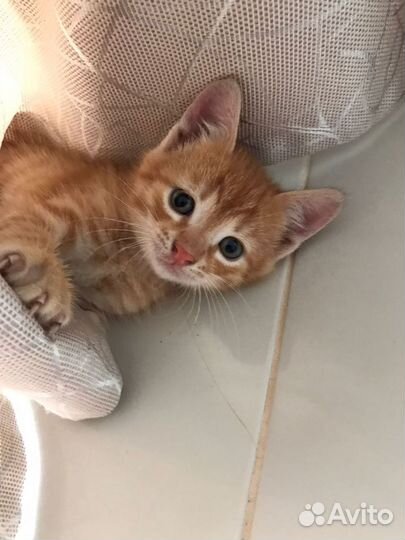 Рыжий котенок