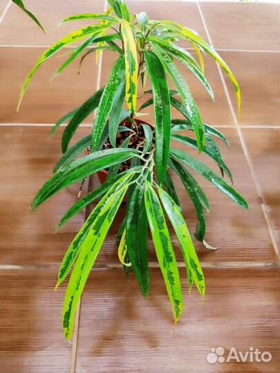 Фикус али Amstel gold