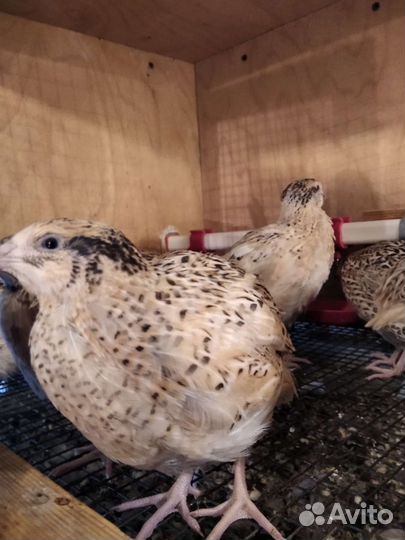 Перепелки крупные. Инк. яйцо