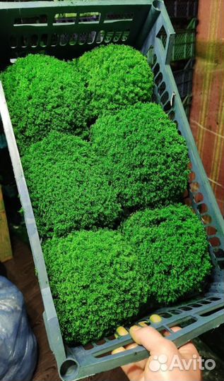 Стабилизированный мох производство опт розница