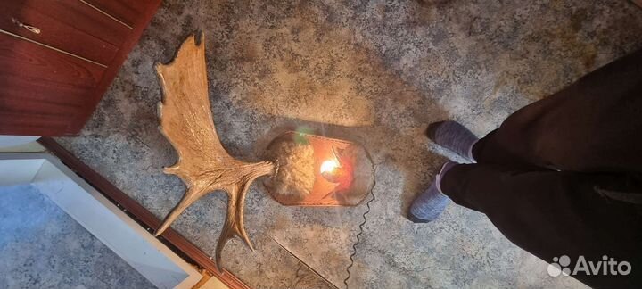 Продам рога изюбра лося коза