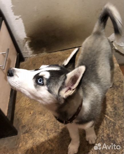 Отдам в добрые руки щенка нечистокровная хаски
