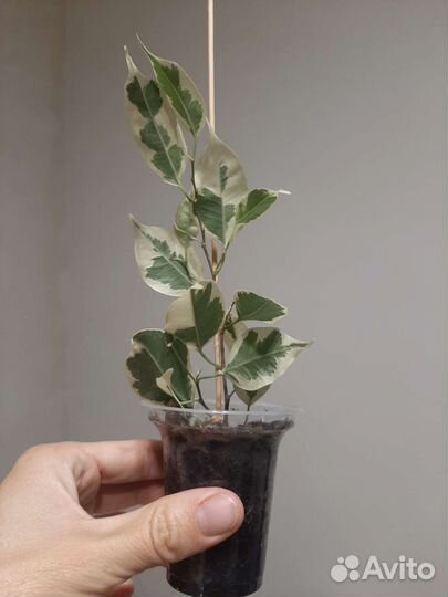 Фикус бенджамина