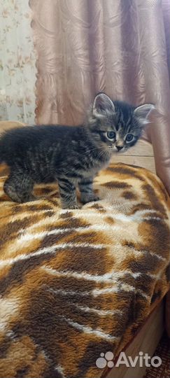 Котята в добрые руки бесплатно