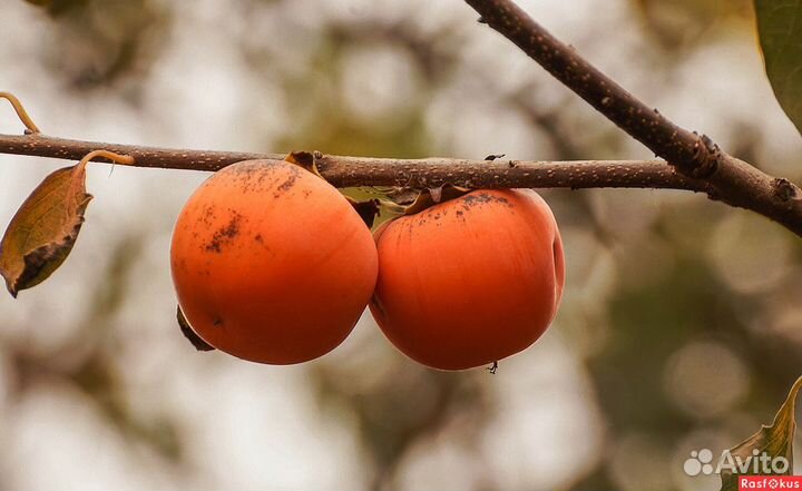 Саженцы Хурмы сорт Шиш Бурун