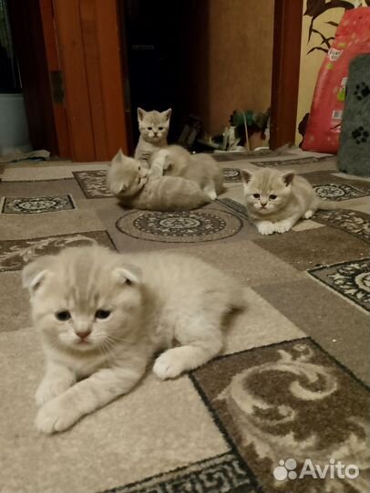 Шотландские котята