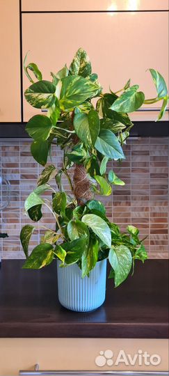 Сциндапсус / эпипремнум