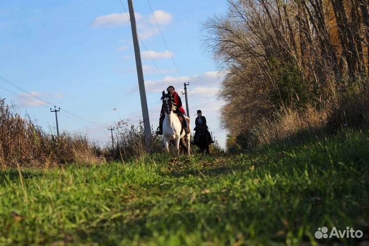 Конные прогулки на лошадях и пони