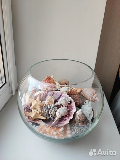 Морские раковины коллекционные