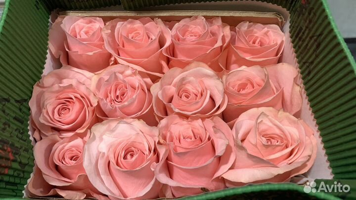 Розы эквадор