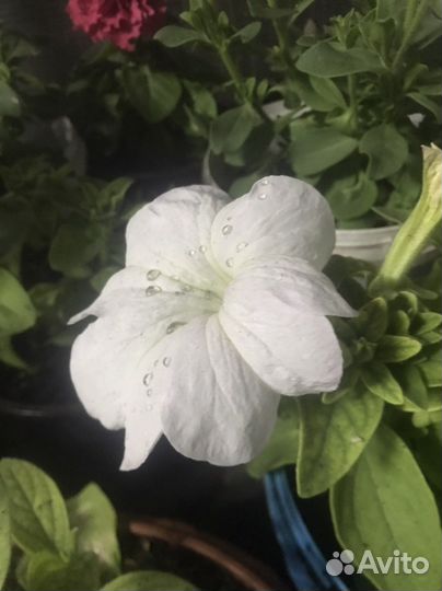 Петуния ампельная