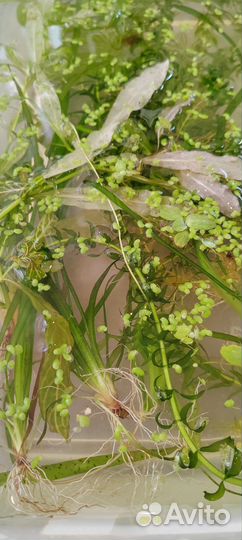 Аквариумные растения, улитки, прополка