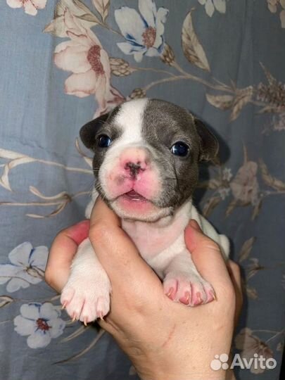 Французский бульдог детки