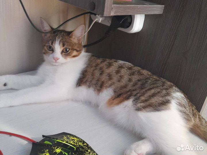 Кошка отдам в хорошие руки