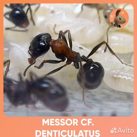 Messor denticulatus / Мессор дентикулатус