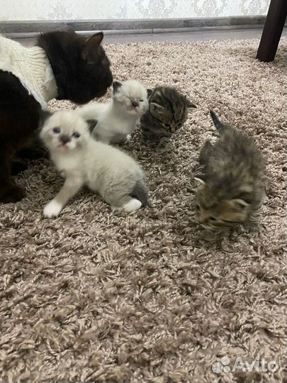 Котята в добрые руки бесплатно