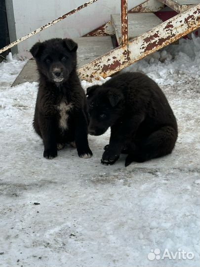 Щенок в добрые руки