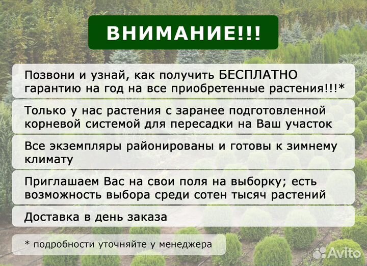 Ель живая 4,8м и др