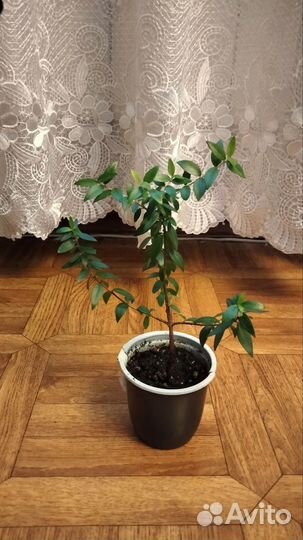 Мирт узколистный