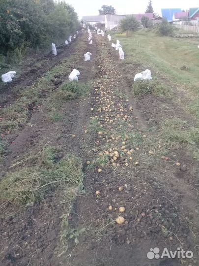 Продам домашний картофель