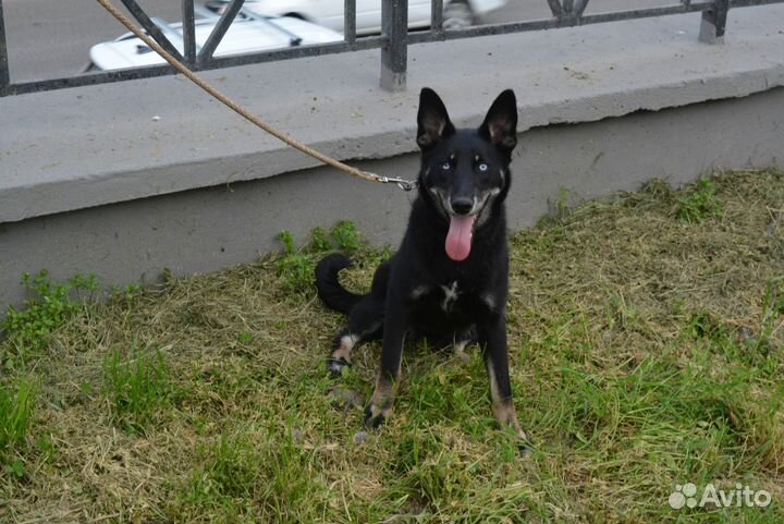 Собака для Души