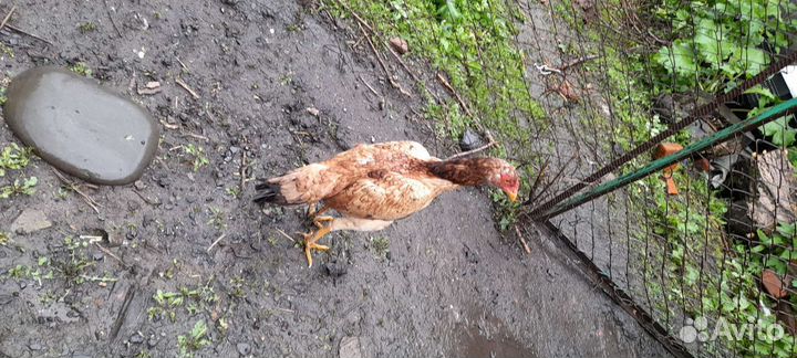 Бойцовая курица