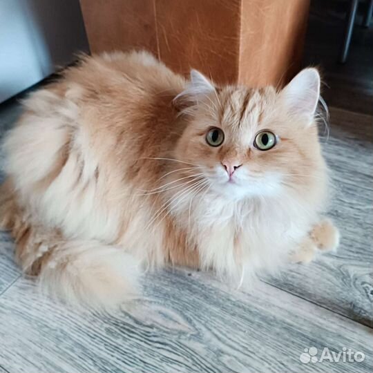 Зооняня, отель для животных, передержка