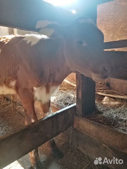 Корова, телята