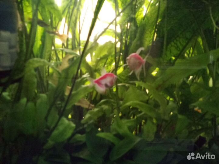 Аквариум травник