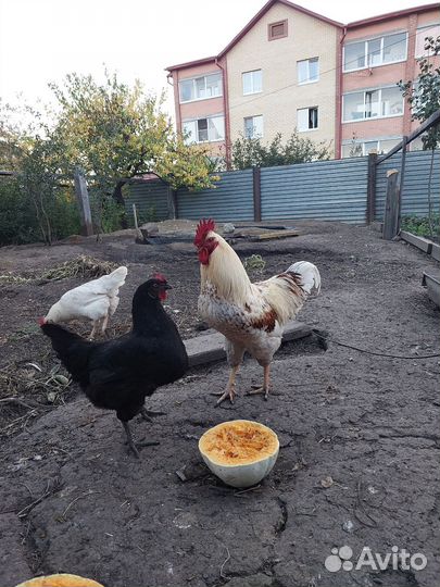 Домашние куриные яйца