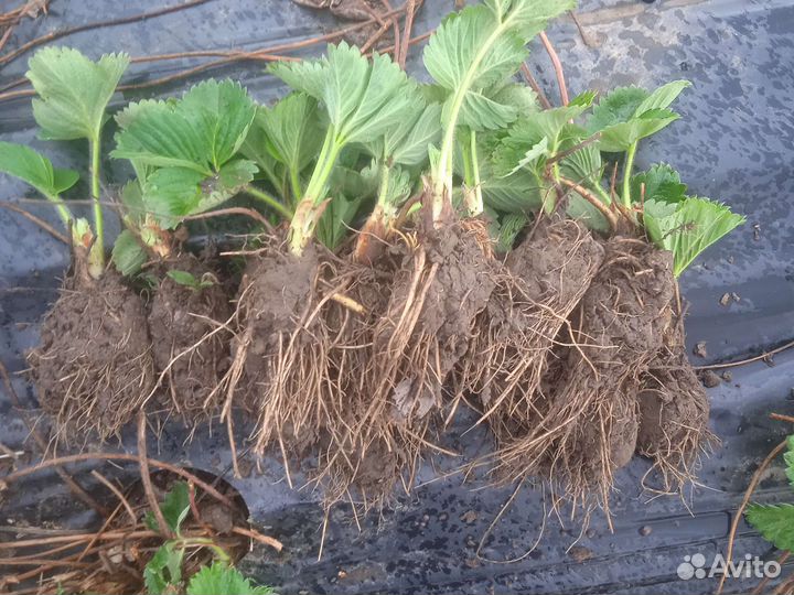 Рассада клубники