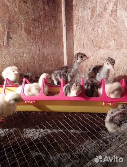 Цыплята бройлерные, утята, индюшата