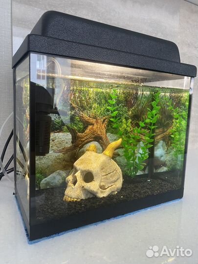 Аквариум