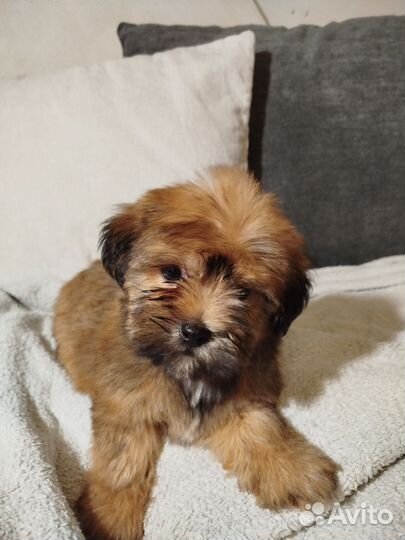 Русская цветная болонка