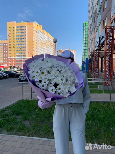 Хризантема кустовая цветы живые