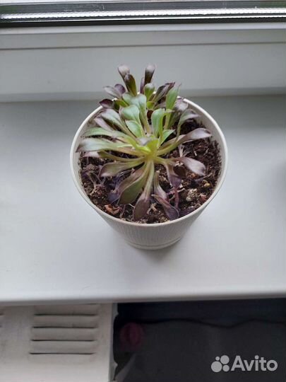 Эониум древовидный