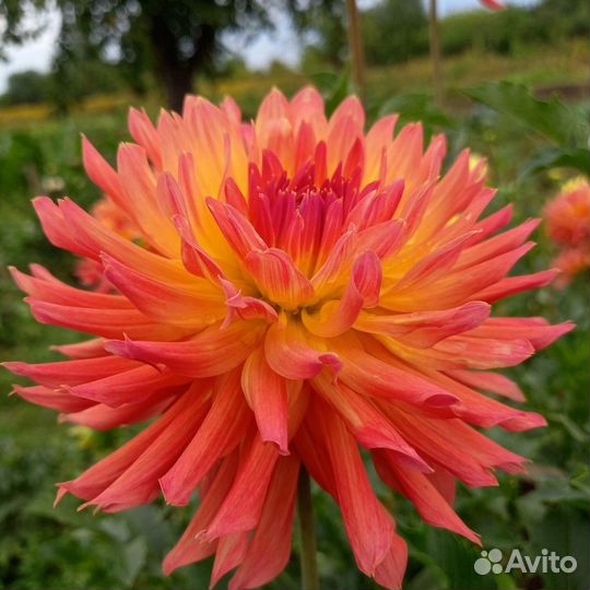 Георгины клубни