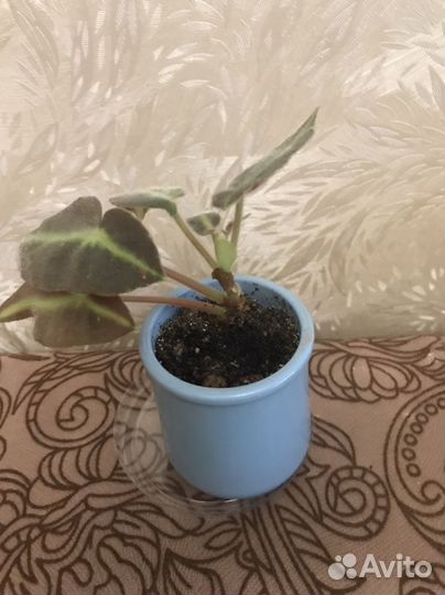 Бегония листада