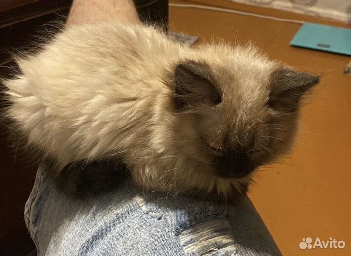 Кошечка в добрые руки