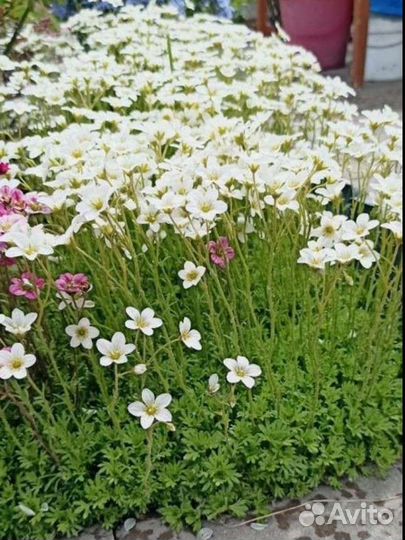 Камнеломка