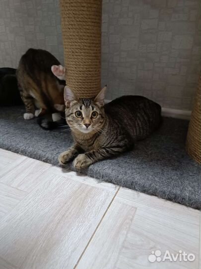 Кошка 8 месяцев