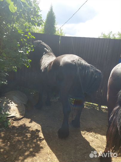 Лошадки Уникальное Жеребцы