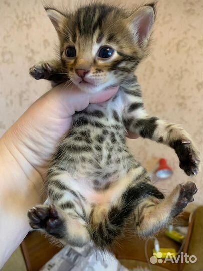 Бенгальская